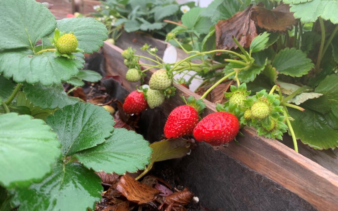 Fresa – fragaria vesca