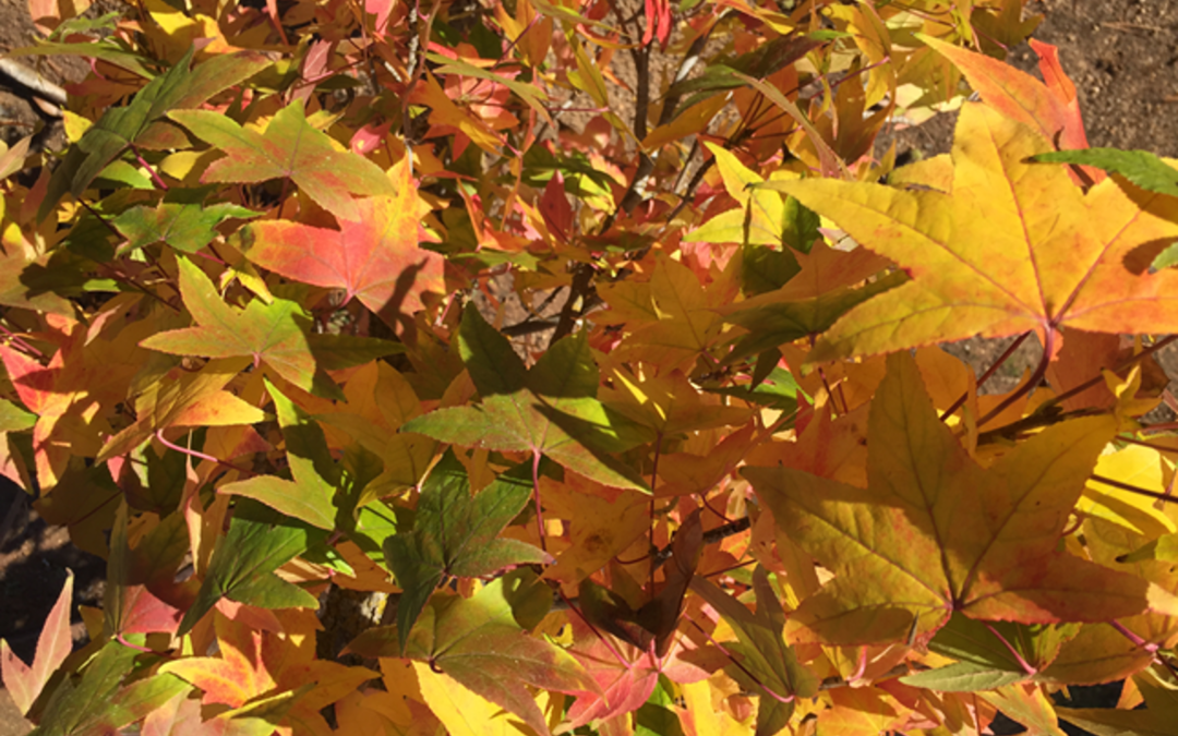 LIQUIDAMBAR AMERICANO, OCOZOL. LIQUIDAMBAR STYRACIFLUA.