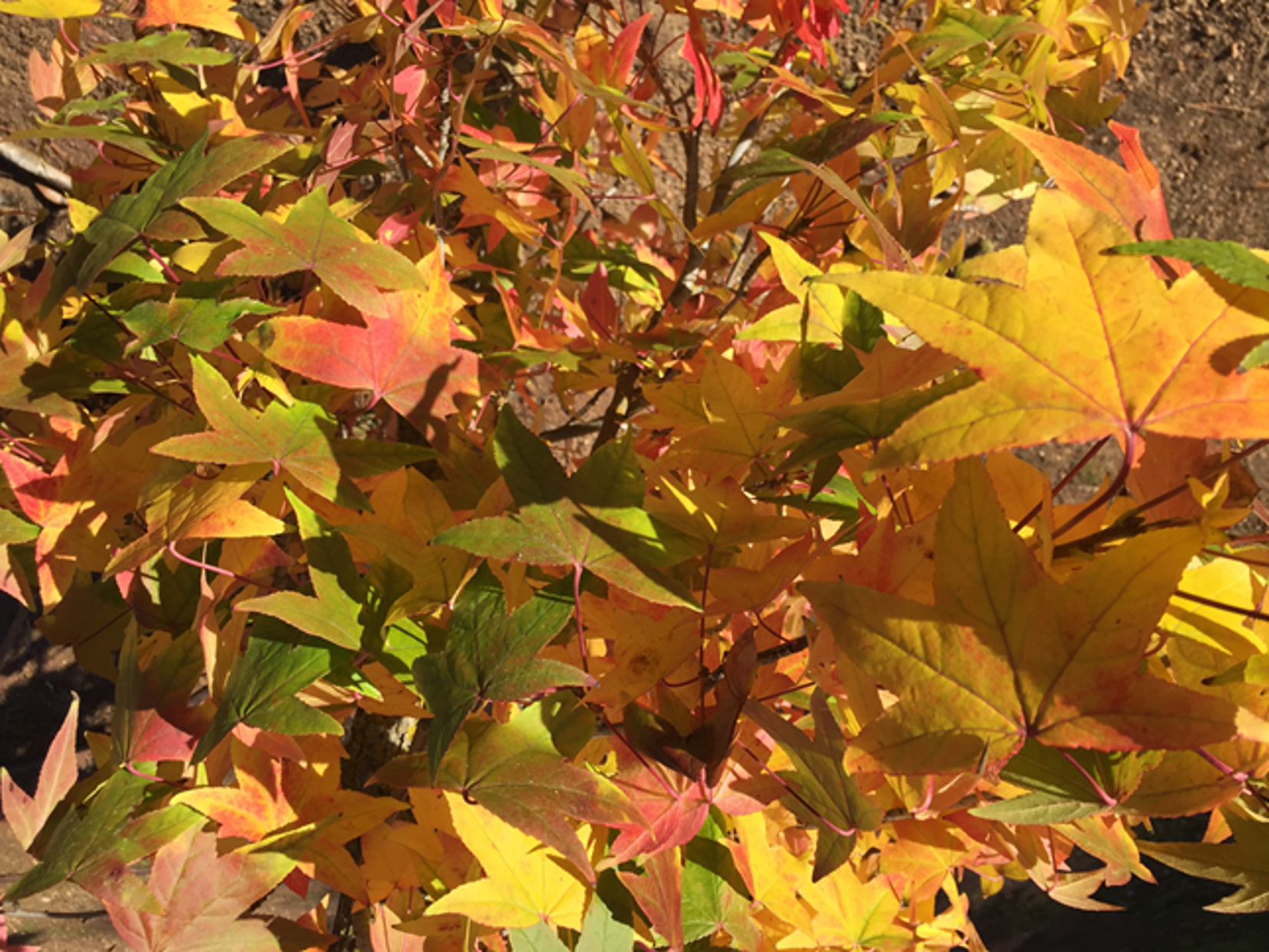 Blog LIQUIDAMBAR AMERICANO