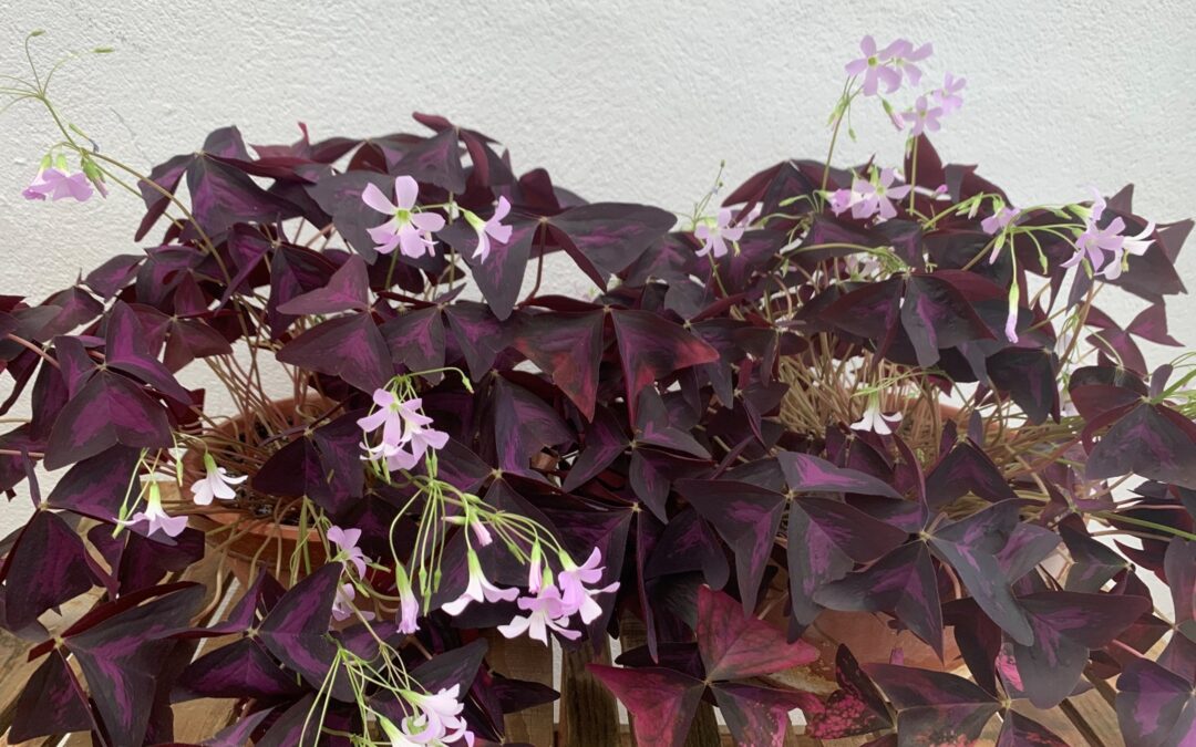 Planta mariposa – Oxalis triangularis