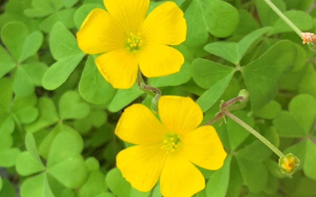 Agrios o vinagrillo – Oxalis pes-caprae