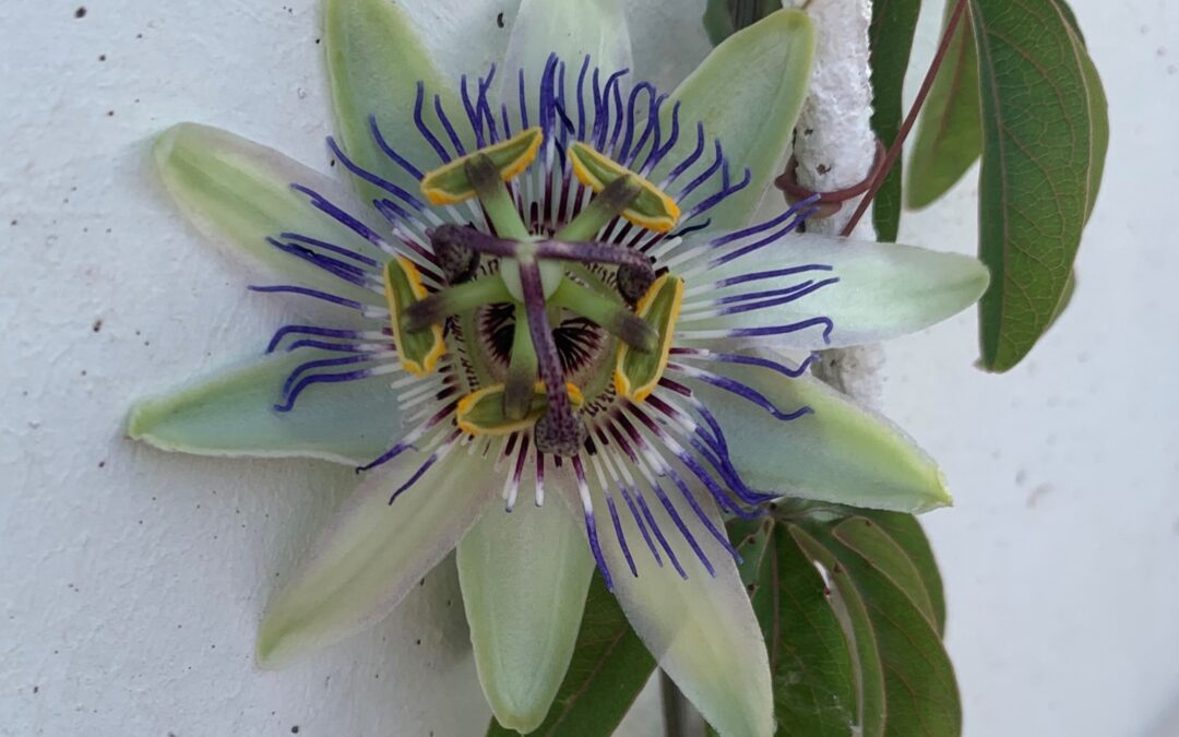 PASSIFLORA CAERULEA. PASIONARIA, FLOR DE LA PASION.