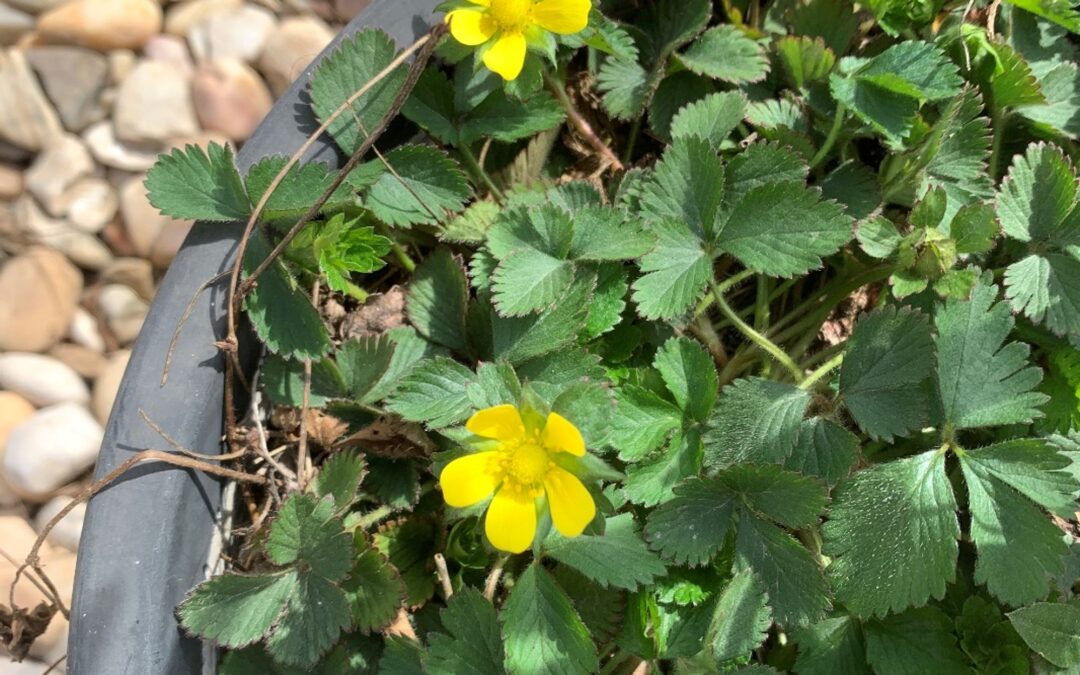 Potentilla indica – fresa india