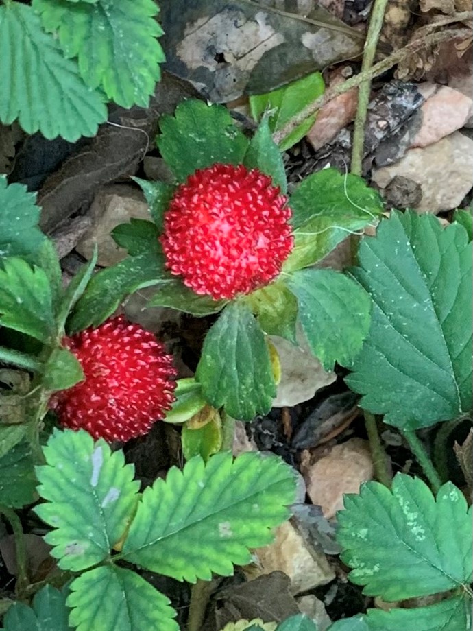 Su nombre común es falsa fresa o fresa india. La Potentilla indica pertenece a la familia de las Rosaceae