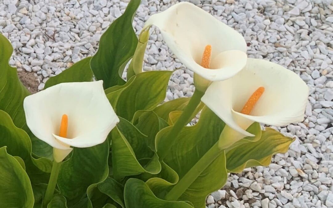 ZANTEDESCHIA AETHIOPICA