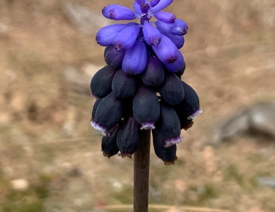 Curiosidades del Muscari neglectum