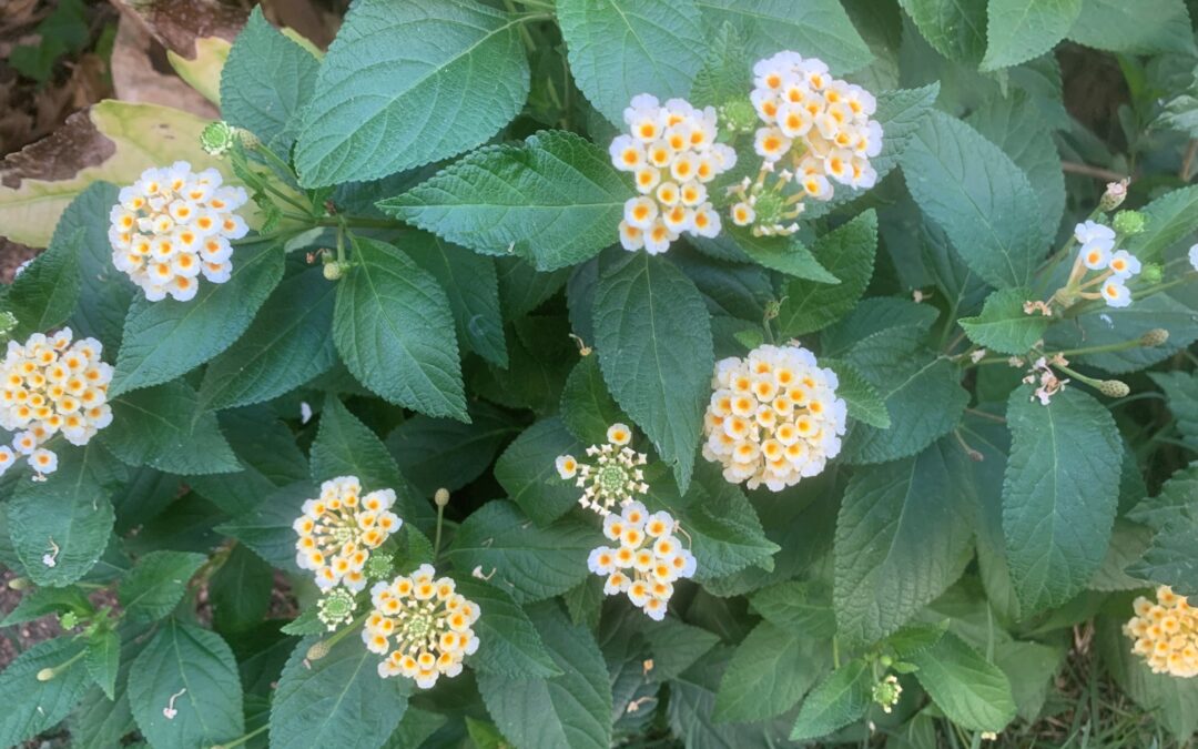 Lantana camara: una planta colorida, resistente y ¡llena de curiosidades!