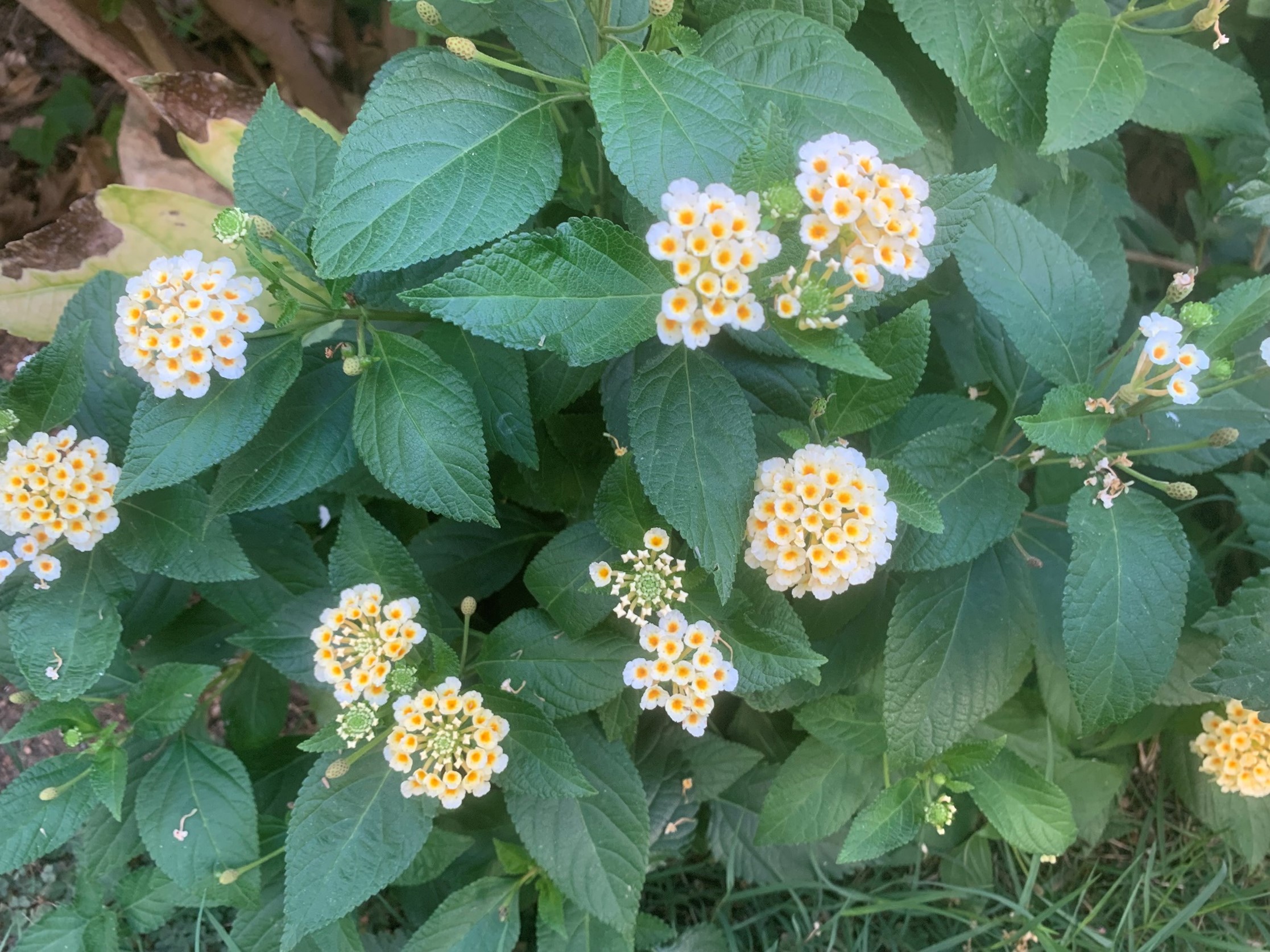 Lantana camara: una planta colorida, resistente y ¡llena de curiosidades!