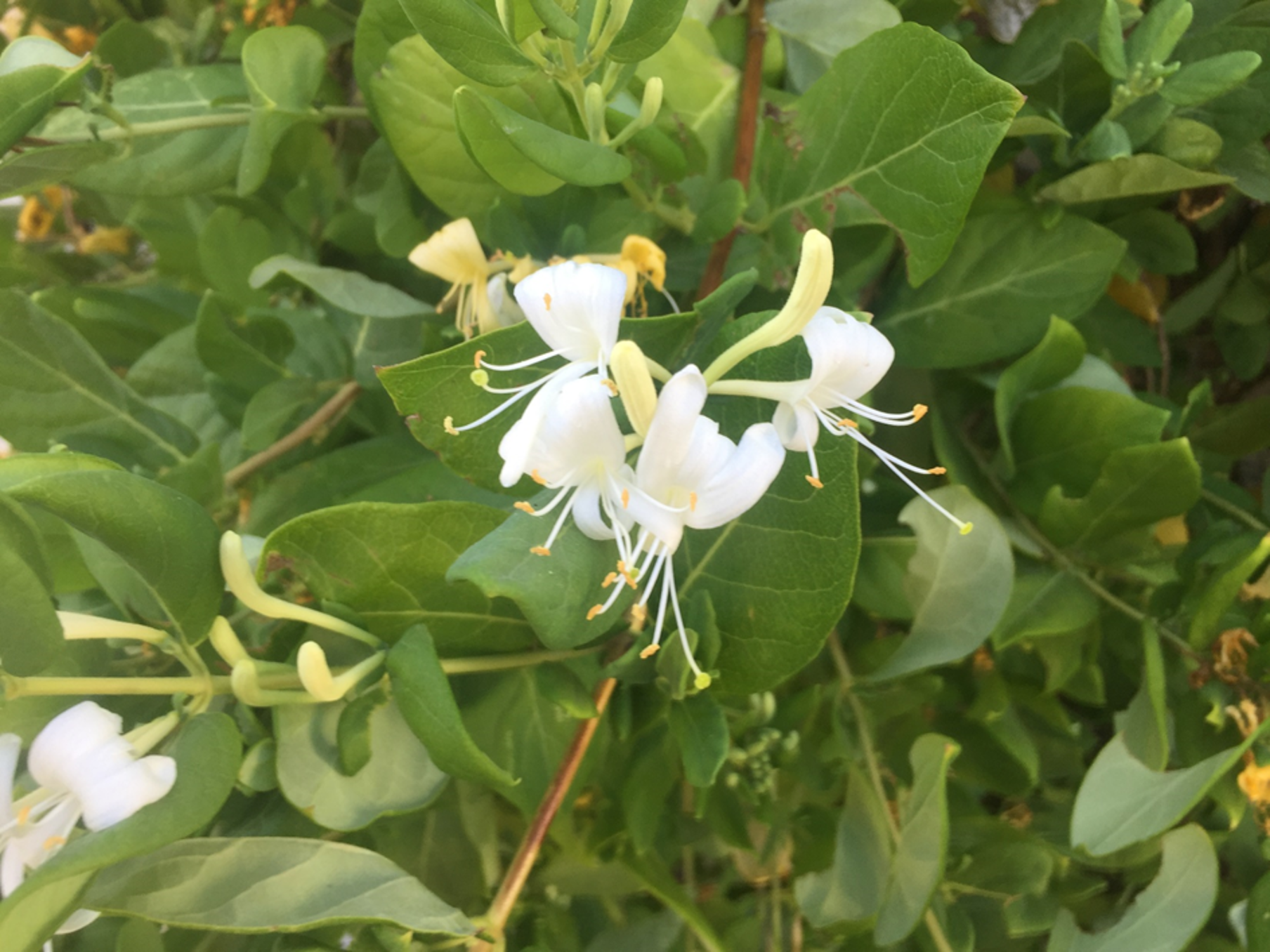 Blog Cuidados básicos de la madreselva de Japón