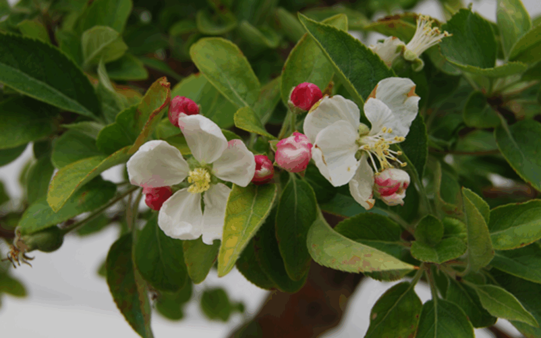 Curiosidades del Malus