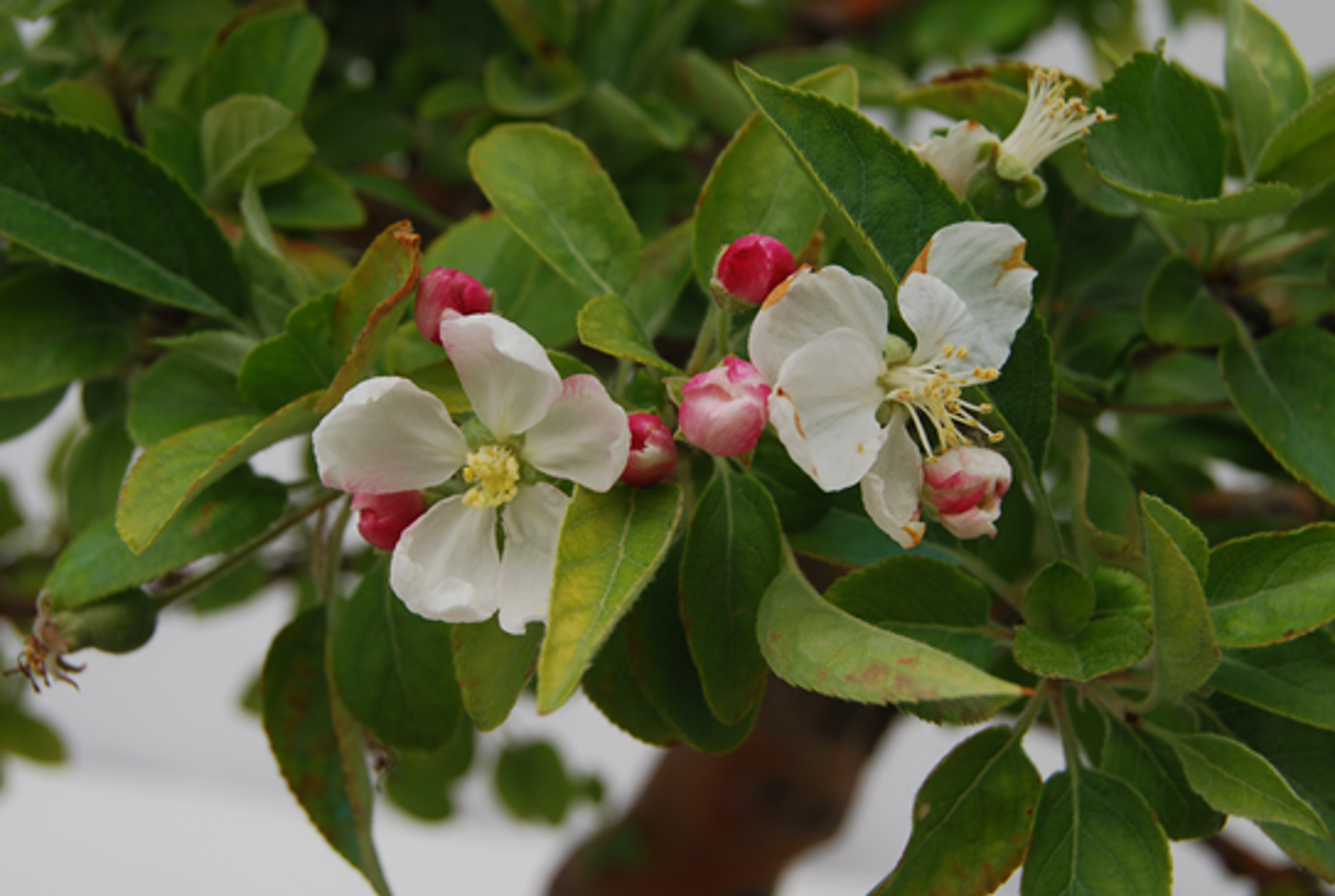 Blog Curiosidades del Malus