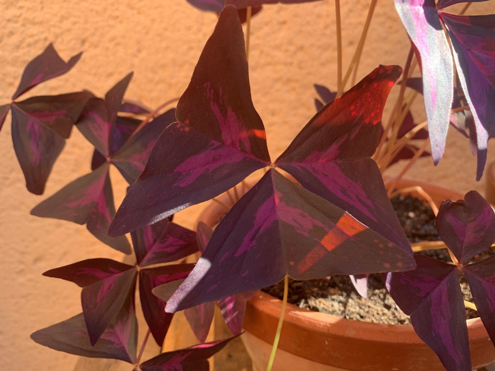 Blog Curiosidades sobre la Oxalis triangularis
