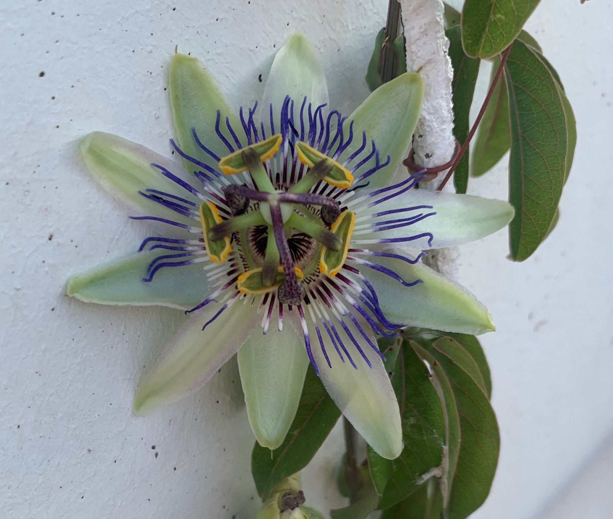 Blog flor de la pasión