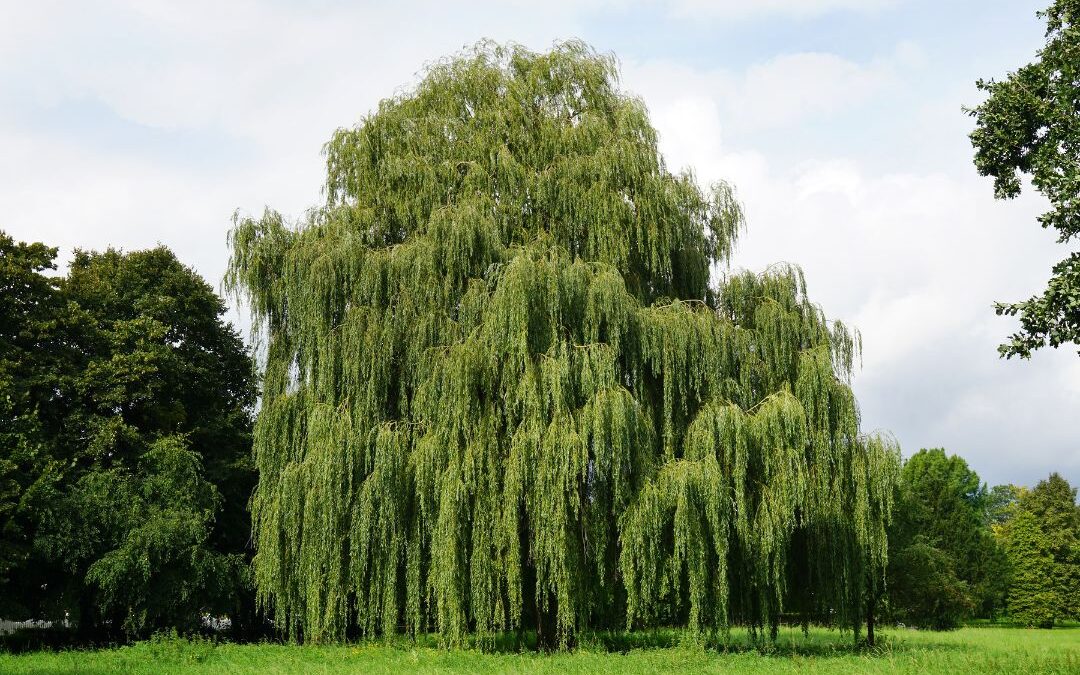 Curiosidades Sauce Llorón: historia y simbología