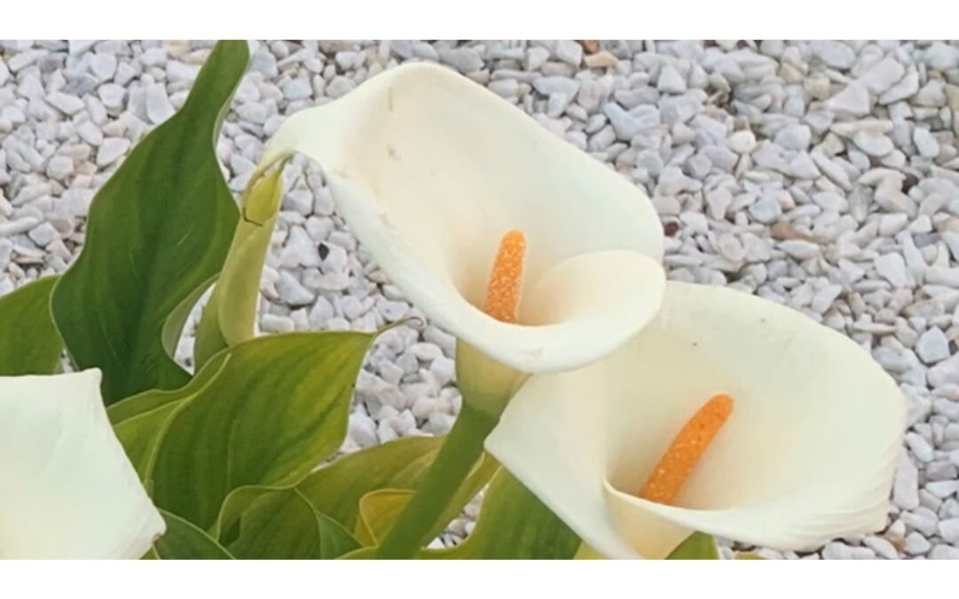 Curiosidades del lirio de agua (cala blanca) que quizá no conocías