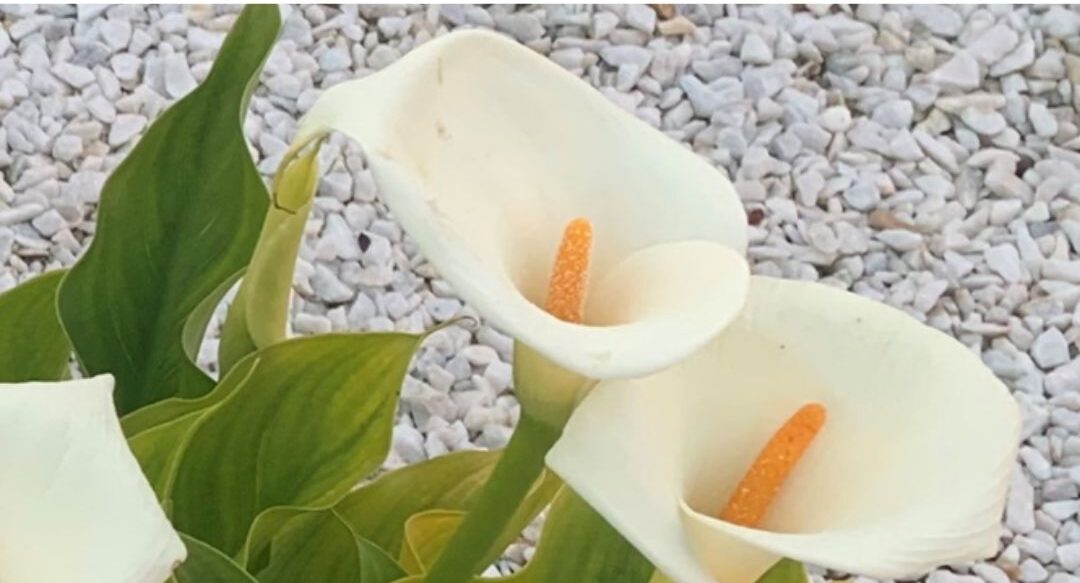 Curiosidades del lirio de agua (cala blanca) que quizá no conocías
