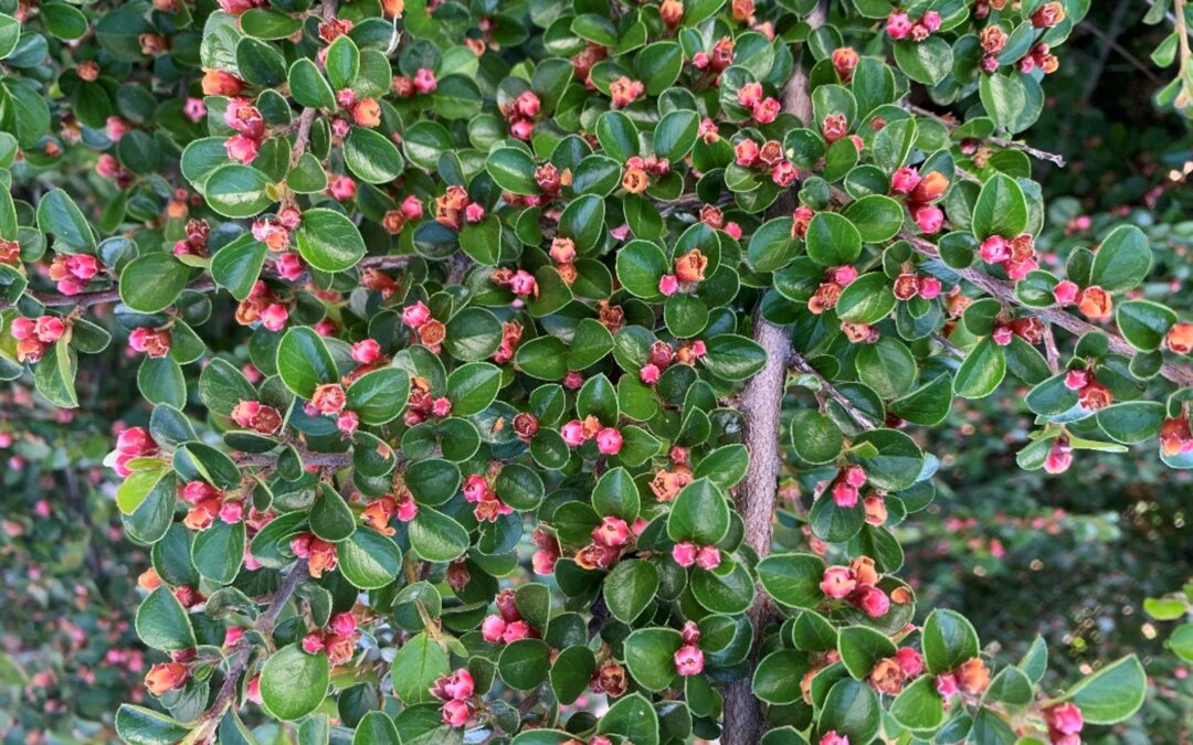 Características del Cotoneaster horizontalis