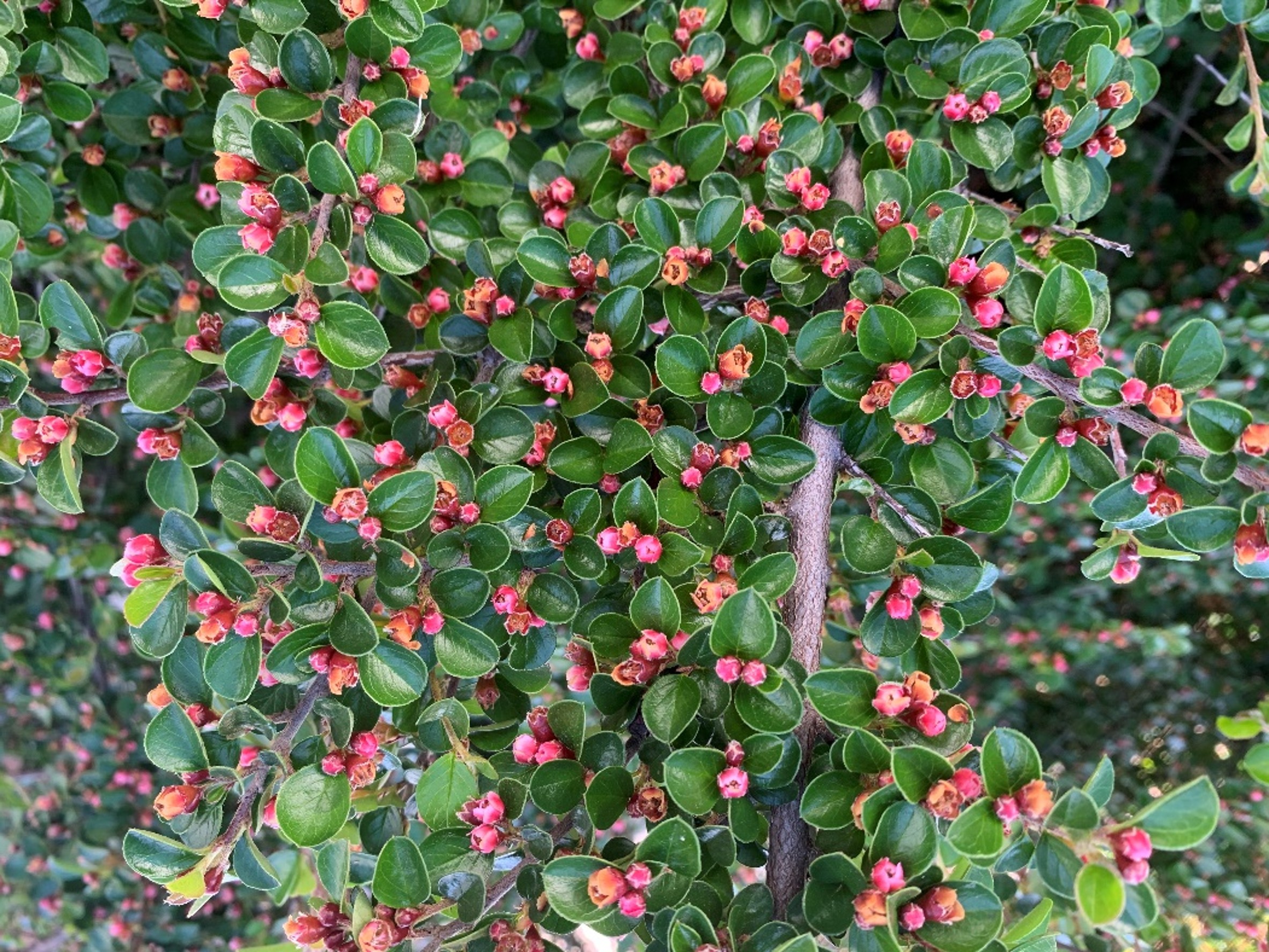 Características del Cotoneaster horizontalis