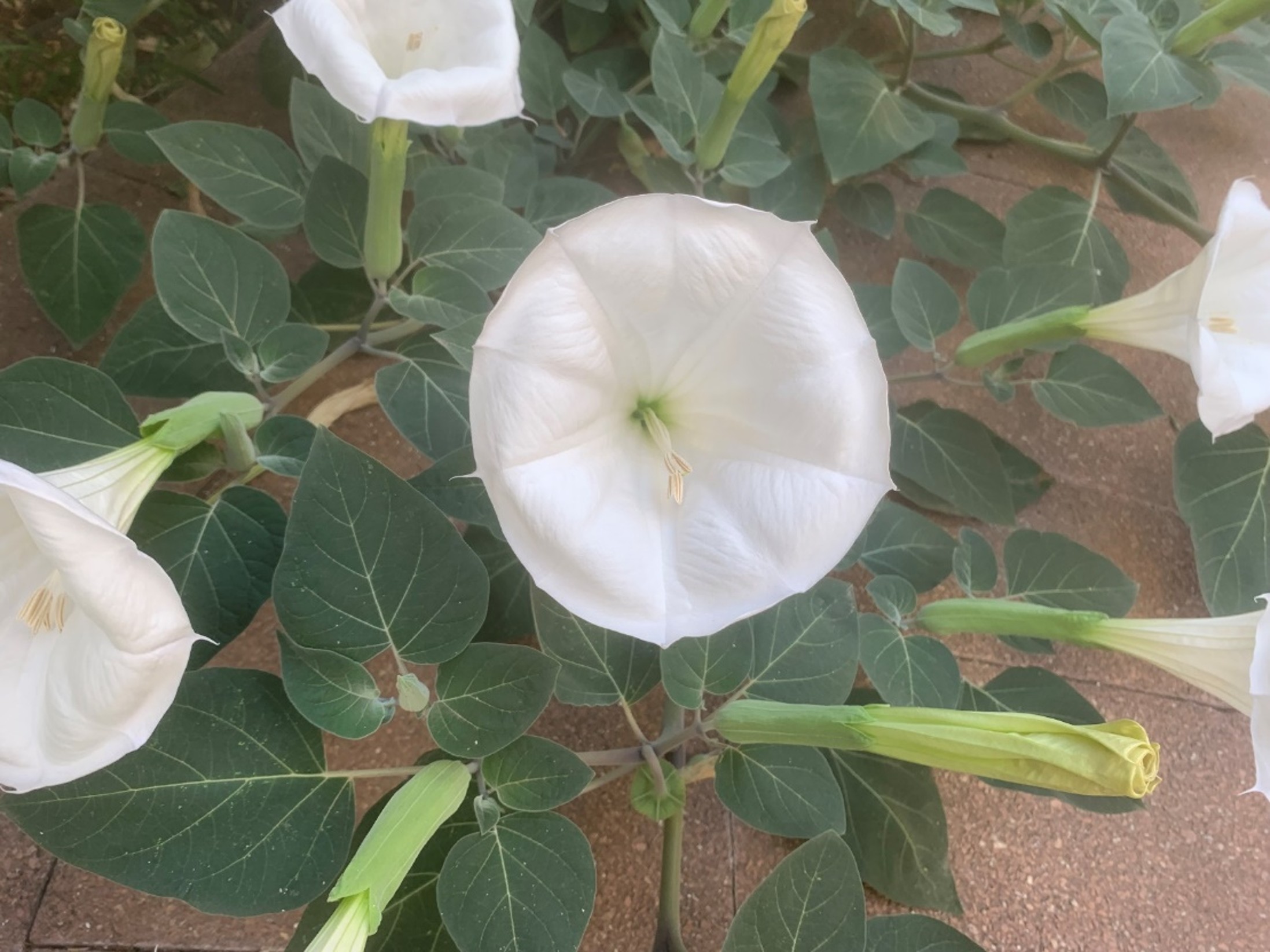 Blog Datura innoxia: una planta tan fascinante como enigmática
