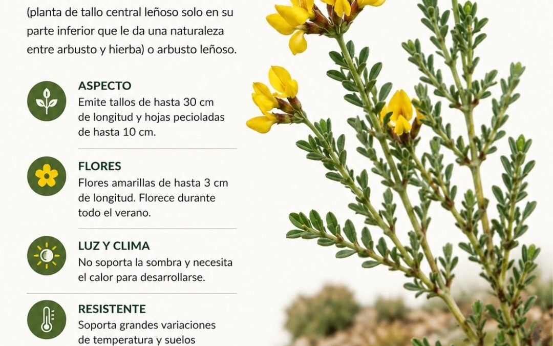 fruto de la Hippocrepis comosa