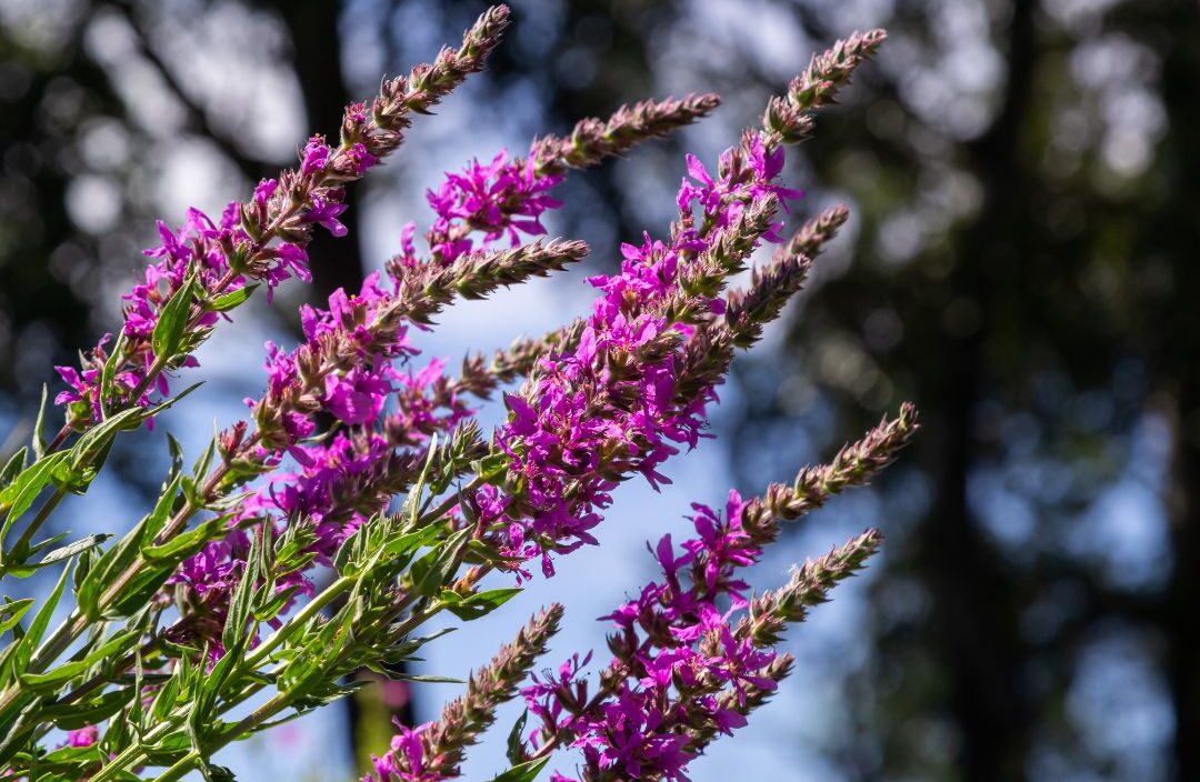 Blog Lythrum salicaria: 5 curiosidades sobre una flor con una estrategia reproductiva sorprendente